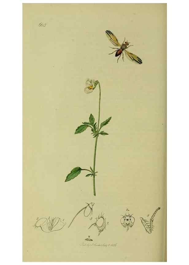 Reproducción/Reproduction 49641221042: British entomology :. London,Printed for the author,1823-1840 [i.e. 1840].. 