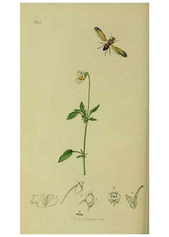 Reproducción/Reproduction 49641221042: British entomology :. London,Printed for the author,1823-1840 [i.e. 1840].. 
