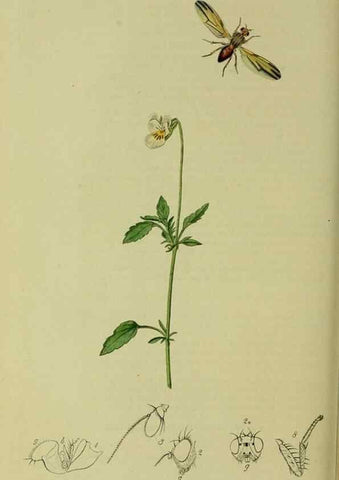 Reproducción/Reproduction 49641221042: British entomology :. London,Printed for the author,1823-1840 [i.e. 1840].. 