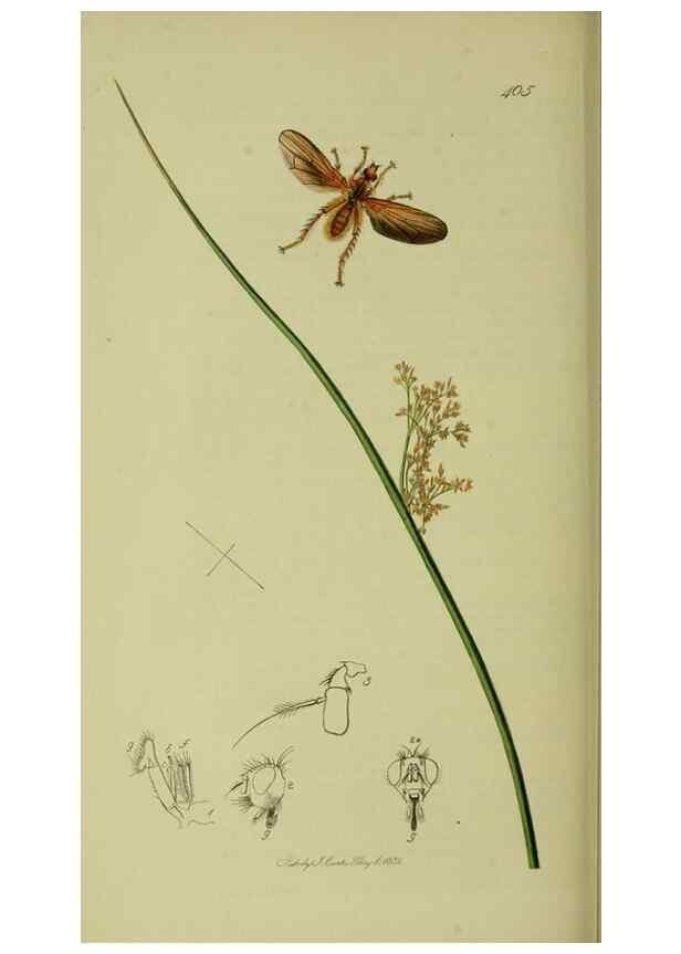Reproducción/Reproduction 49640422933: British entomology :. London,Printed for the author,1823-1840 [i.e. 1840].. 