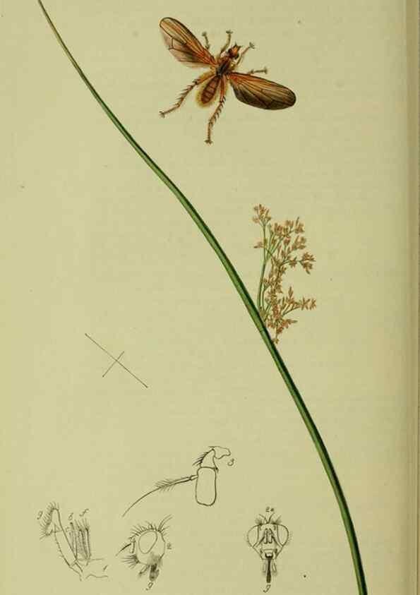 Reproducción/Reproduction 49640422933: British entomology :. London,Printed for the author,1823-1840 [i.e. 1840].. 