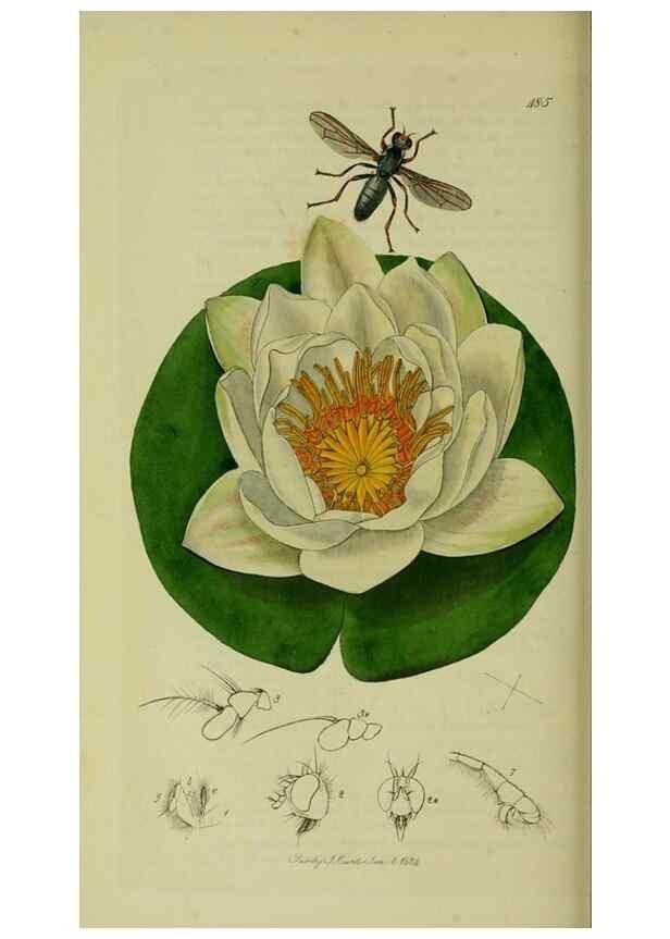 Reproducción/Reproduction 49641220487: British entomology :. London,Printed for the author,1823-1840 [i.e. 1840].. 