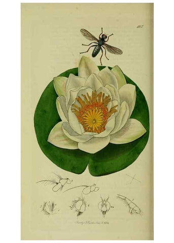 Reproducción/Reproduction 49641220487: British entomology :. London,Printed for the author,1823-1840 [i.e. 1840].. 