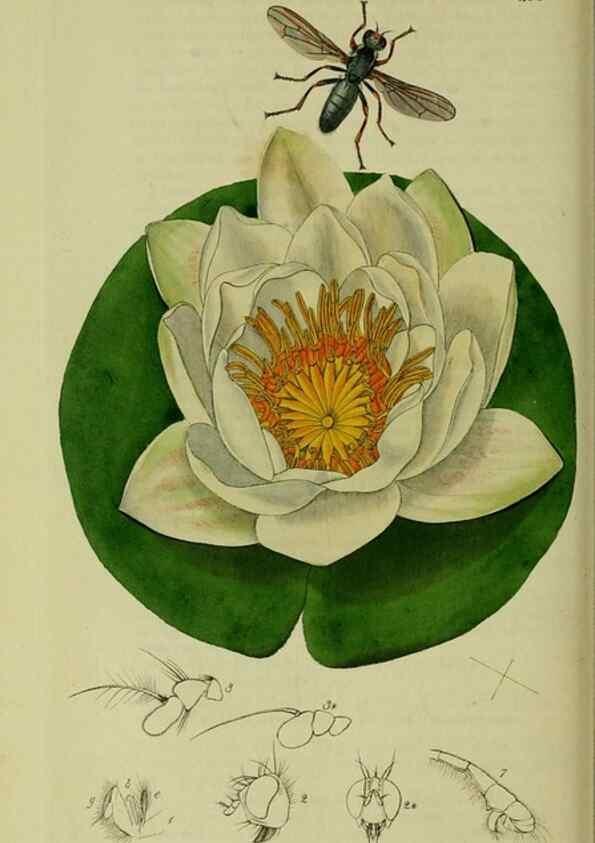 Reproducción/Reproduction 49641220487: British entomology :. London,Printed for the author,1823-1840 [i.e. 1840].. 