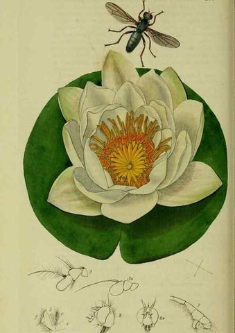 Reproducción/Reproduction 49641220487: British entomology :. London,Printed for the author,1823-1840 [i.e. 1840].. 