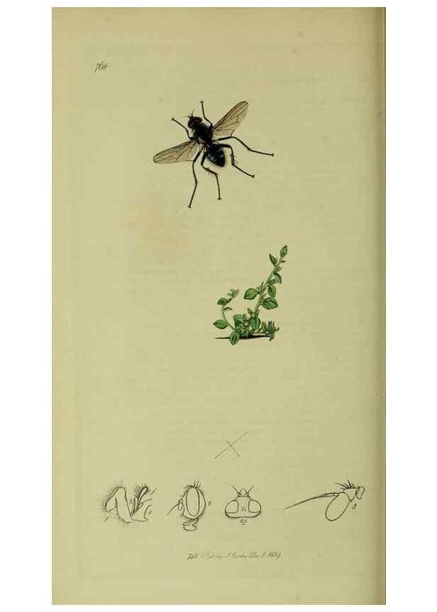 Reproducción/Reproduction 49640944506: British entomology :. London,Printed for the author,1823-1840 [i.e. 1840].. 