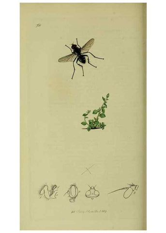 Reproducción/Reproduction 49640944506: British entomology :. London,Printed for the author,1823-1840 [i.e. 1840].. 