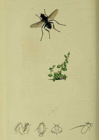 Reproducción/Reproduction 49640944506: British entomology :. London,Printed for the author,1823-1840 [i.e. 1840].. 