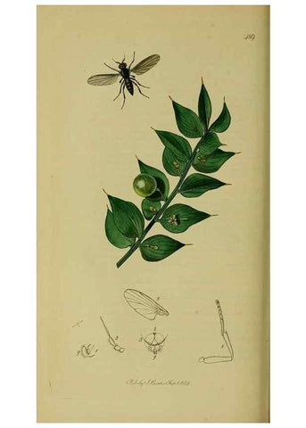 Reproducción/Reproduction 49641215367: British entomology :. London,Printed for the author,1823-1840 [i.e. 1840].. 