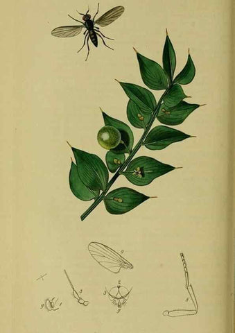 Reproducción/Reproduction 49641215367: British entomology :. London,Printed for the author,1823-1840 [i.e. 1840].. 