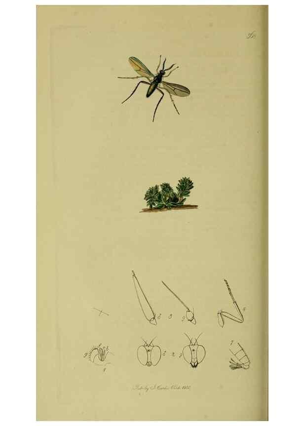Reproducción/Reproduction 49640417933: British entomology :. London,Printed for the author,1823-1840 [i.e. 1840].. 