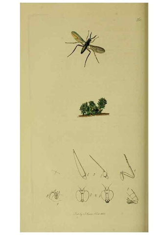 Reproducción/Reproduction 49640417933: British entomology :. London,Printed for the author,1823-1840 [i.e. 1840].. 