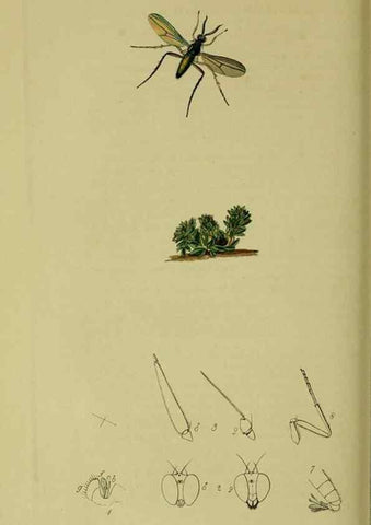Reproducción/Reproduction 49640417933: British entomology :. London,Printed for the author,1823-1840 [i.e. 1840].. 