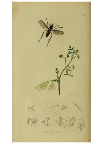Reproducción/Reproduction 49640940646: British entomology :. London,Printed for the author,1823-1840 [i.e. 1840].. 