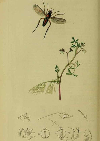 Reproducción/Reproduction 49640940646: British entomology :. London,Printed for the author,1823-1840 [i.e. 1840].. 