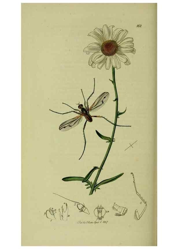 Reproducción/Reproduction 49641216387: British entomology :. London,Printed for the author,1823-1840 [i.e. 1840].. 
