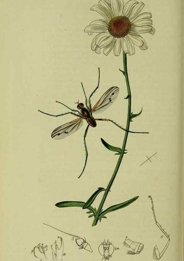 Reproducción/Reproduction 49641216387: British entomology :. London,Printed for the author,1823-1840 [i.e. 1840].. 