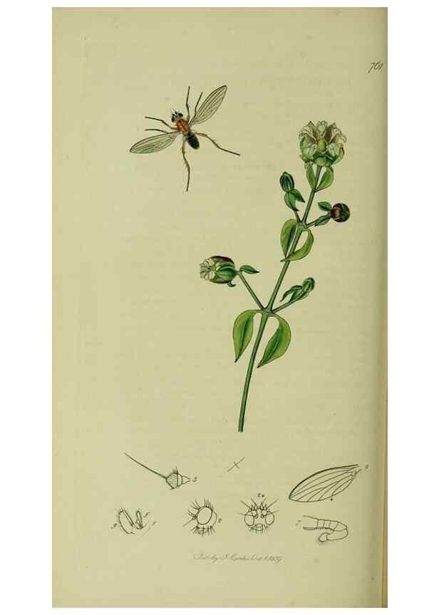 Reproducción/Reproduction 49641216697: British entomology :. London,Printed for the author,1823-1840 [i.e. 1840].. 