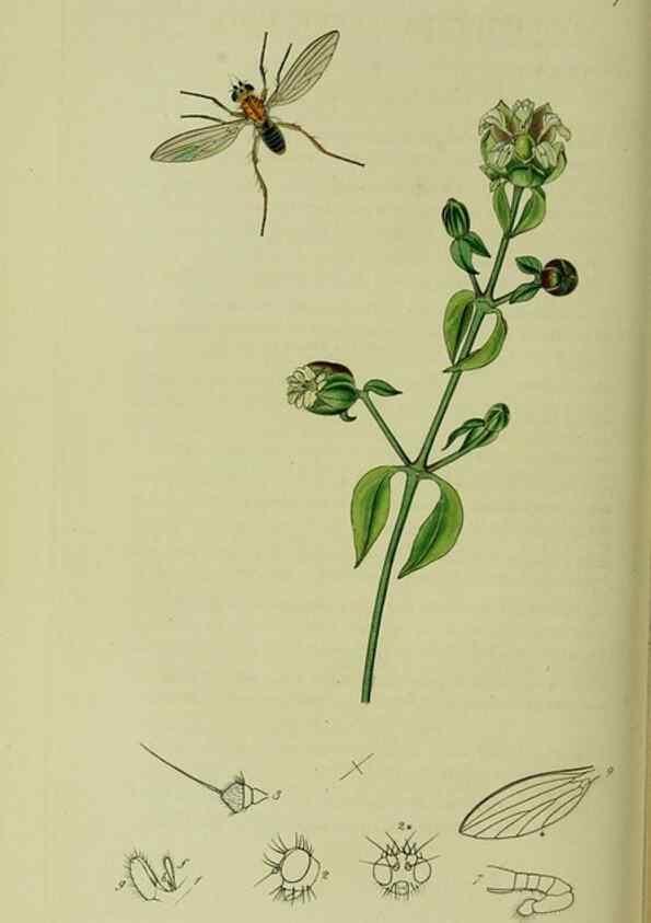 Reproducción/Reproduction 49641216697: British entomology :. London,Printed for the author,1823-1840 [i.e. 1840].. 
