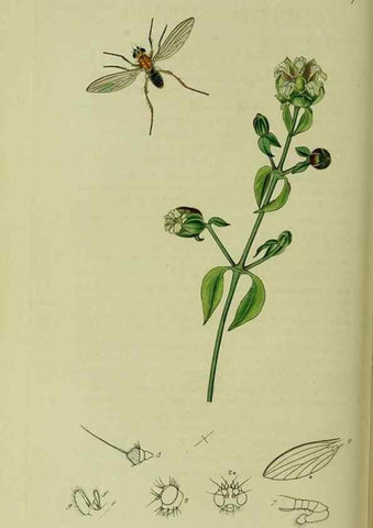 Reproducción/Reproduction 49641216697: British entomology :. London,Printed for the author,1823-1840 [i.e. 1840].. 