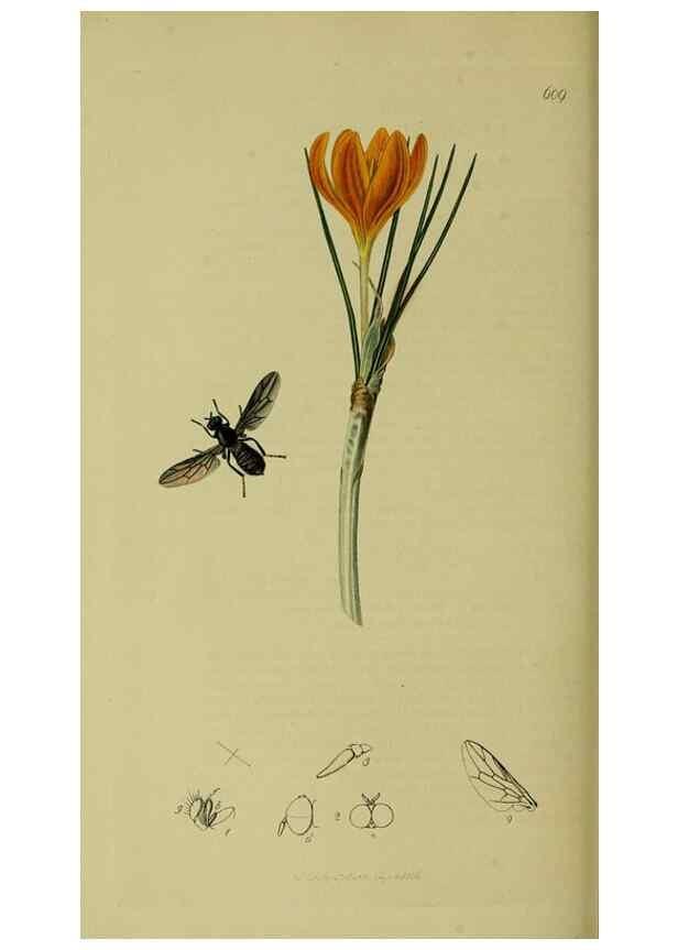 Reproducción/Reproduction 49640941616: British entomology :. London,Printed for the author,1823-1840 [i.e. 1840].. 