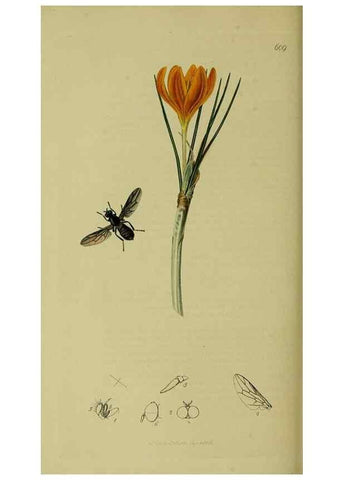 Reproducción/Reproduction 49640941616: British entomology :. London,Printed for the author,1823-1840 [i.e. 1840].. 