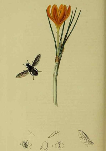 Reproducción/Reproduction 49640941616: British entomology :. London,Printed for the author,1823-1840 [i.e. 1840].. 