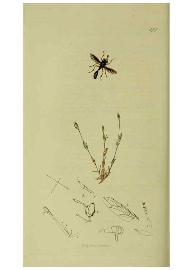 Reproducción/Reproduction 49641217217: British entomology :. London,Printed for the author,1823-1840 [i.e. 1840].. 
