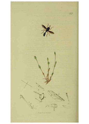 Reproducción/Reproduction 49641217217: British entomology :. London,Printed for the author,1823-1840 [i.e. 1840].. 