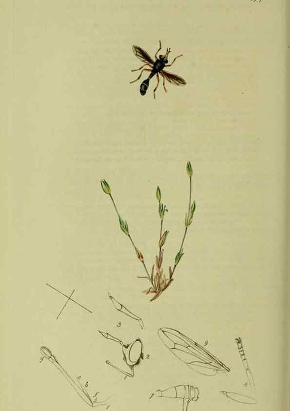 Reproducción/Reproduction 49641217217: British entomology :. London,Printed for the author,1823-1840 [i.e. 1840].. 