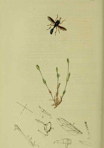 Reproducción/Reproduction 49641217217: British entomology :. London,Printed for the author,1823-1840 [i.e. 1840].. 