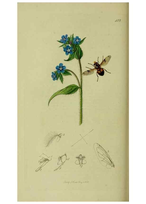 Reproducción/Reproduction 49640417098: British entomology :. London,Printed for the author,1823-1840 [i.e. 1840].. 