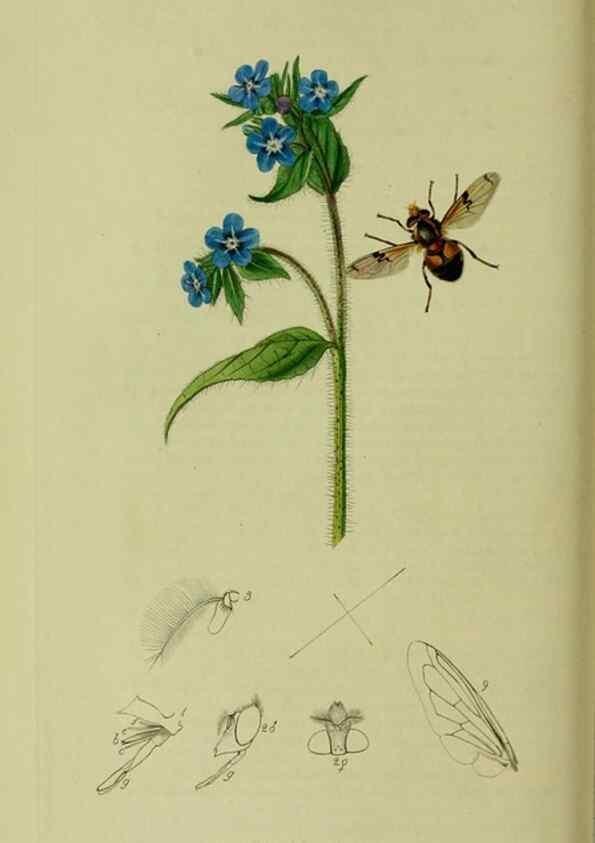 Reproducción/Reproduction 49640417098: British entomology :. London,Printed for the author,1823-1840 [i.e. 1840].. 
