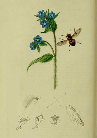 Reproducción/Reproduction 49640417098: British entomology :. London,Printed for the author,1823-1840 [i.e. 1840].. 