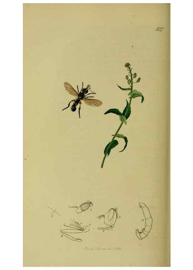 Reproducción/Reproduction 49641217512: British entomology :. London,Printed for the author,1823-1840 [i.e. 1840].. 