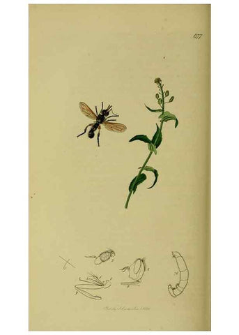 Reproducción/Reproduction 49641217512: British entomology :. London,Printed for the author,1823-1840 [i.e. 1840].. 