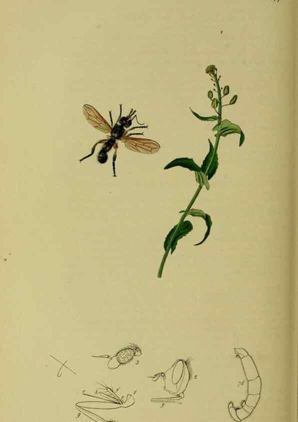 Reproducción/Reproduction 49641217512: British entomology :. London,Printed for the author,1823-1840 [i.e. 1840].. 
