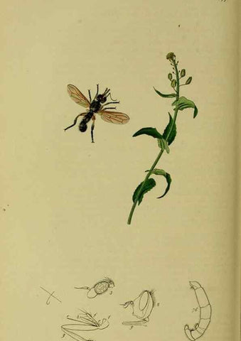 Reproducción/Reproduction 49641217512: British entomology :. London,Printed for the author,1823-1840 [i.e. 1840].. 