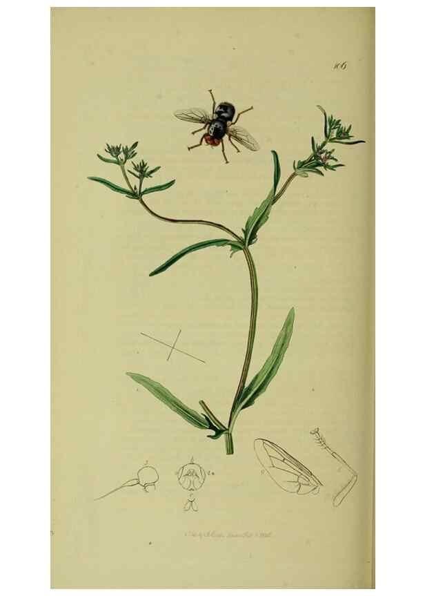 Reproducción/Reproduction 49640420203: British entomology :. London,Printed for the author,1823-1840 [i.e. 1840].. 