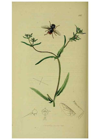 Reproducción/Reproduction 49640420203: British entomology :. London,Printed for the author,1823-1840 [i.e. 1840].. 