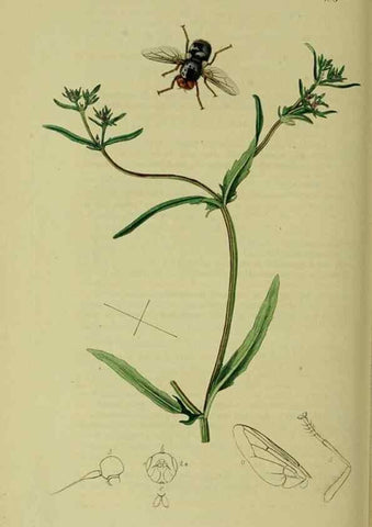 Reproducción/Reproduction 49640420203: British entomology :. London,Printed for the author,1823-1840 [i.e. 1840].. 