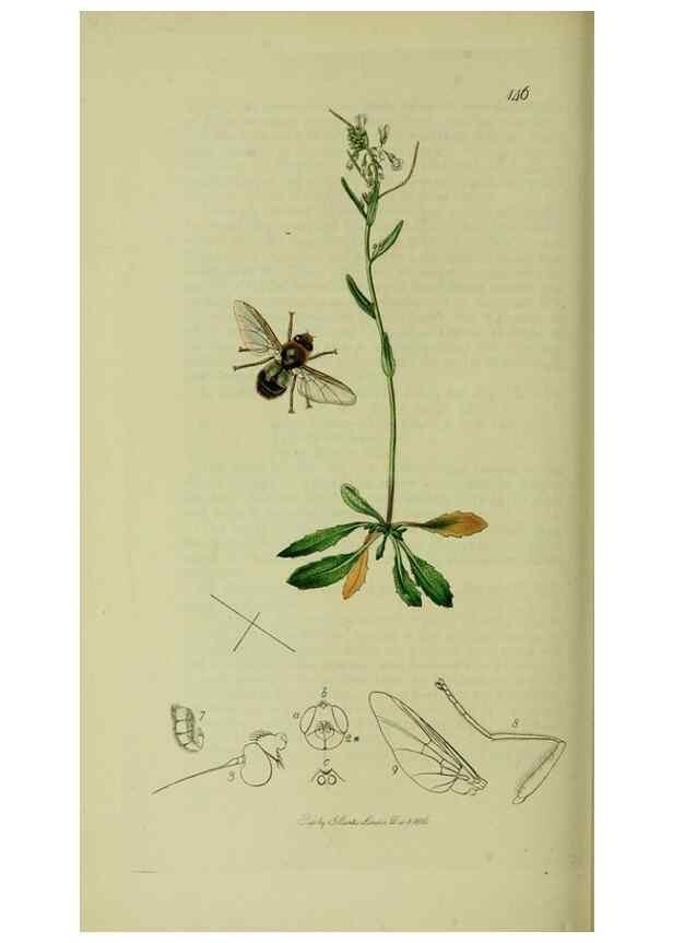 Reproducción/Reproduction 49640942976: British entomology :. London,Printed for the author,1823-1840 [i.e. 1840].. 