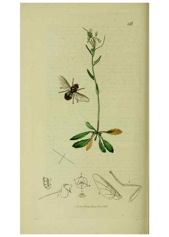 Reproducción/Reproduction 49640942976: British entomology :. London,Printed for the author,1823-1840 [i.e. 1840].. 