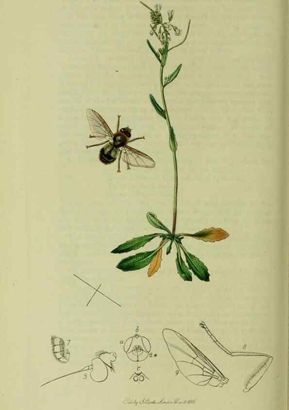 Reproducción/Reproduction 49640942976: British entomology :. London,Printed for the author,1823-1840 [i.e. 1840].. 