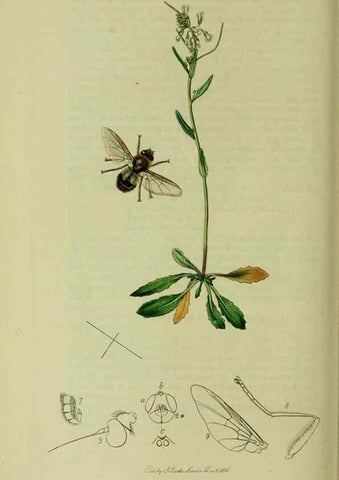 Reproducción/Reproduction 49640942976: British entomology :. London,Printed for the author,1823-1840 [i.e. 1840].. 