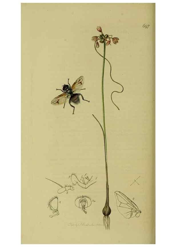 Reproducción/Reproduction 49641218522: British entomology :. London,Printed for the author,1823-1840 [i.e. 1840].. 