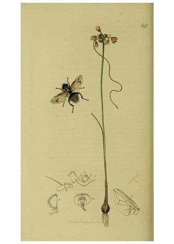 Reproducción/Reproduction 49641218522: British entomology :. London,Printed for the author,1823-1840 [i.e. 1840].. 