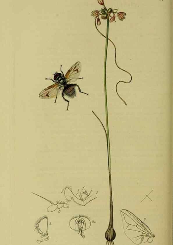 Reproducción/Reproduction 49641218522: British entomology :. London,Printed for the author,1823-1840 [i.e. 1840].. 
