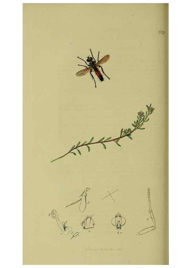 Reproducción/Reproduction 49641218942: British entomology :. London,Printed for the author,1823-1840 [i.e. 1840].. 