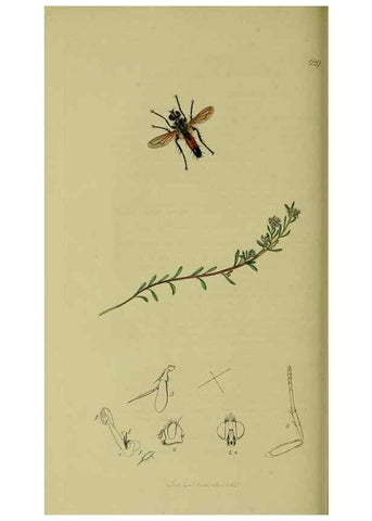 Reproducción/Reproduction 49641218942: British entomology :. London,Printed for the author,1823-1840 [i.e. 1840].. 